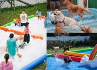 新的宠物商业来袭！宠物友好区成为新的流量引擎