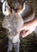 万物皆可当宠物，驴子越出畜棚当宠物，网友：驴生巅峰