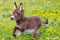 澳洲最抢手的宠物——迷你驴