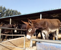 把握宠物市场趋势，发掘宠物驴的无限商机！
