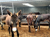 宠物驴，你的新宠！创业加盟正当时！