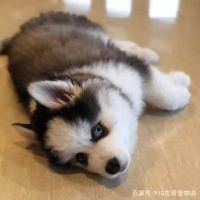 养猫养狗很正常，为何没有人把牛当宠物养？原因你肯定想不到