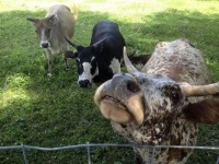 听说现在流行一种比羊驼还拉风的宠物：迷你牛