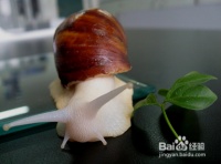宠物蜗牛怎么饲养