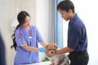 「展会早知道」2024下半年国际宠物展会盘点