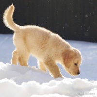 2024宠物展｜上海国际宠物用品展览会「点击咨询」