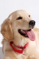 2019第5届深圳国际宠物展览会