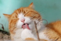 中国十大宠物猫交易网站 汇集各大宠物猫交易平台信息