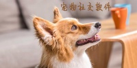 宠物社交软件有哪些?宠物交友app排行