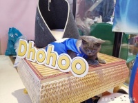 走近科学，揭秘Dhohoo人宠大机密