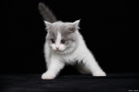 广州宠物猫咪火化现象揭示：宠物文化与爱的态度