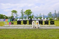 宠文化与“它经济”