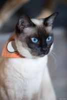 猫之国：探寻日本猫文化，猫娘、招财猫、猫咪文化很流行！