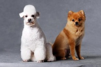 宠物市场不容小窥，宠物文化也要先行