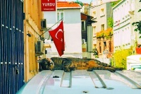 全球多地打造“宠物友好空间”：既要有温度又要讲规矩