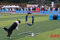 “嗷呜”狂欢节来啦! 首届中国大学生宠物世界运动会在衡启幕