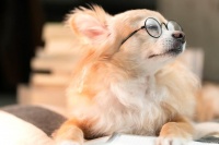 狗狗发情期可以洗澡吗？详解洗澡的注意事项