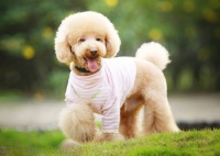 自己动手给贵宾犬修剪毛发，超简单！