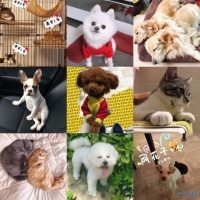 在常州养猫狗一年要花多少？1000元沐浴露，6000元针...吃不消！