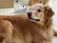 跑步游泳加健身餐，杭州金毛犬从108斤瘦到78斤！网友：宠物界都这么卷吗（二）