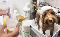17款狗狗洗发水评测