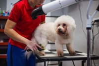 宠物护理：新手宠物主人的养宠指南