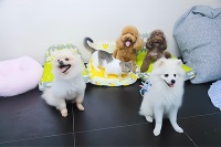 专业宠物托管：为你的宠物提供最贴心的照顾！