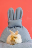 每周速报｜关于“第24届亚洲宠物展览会”延期至2022年8月的通知