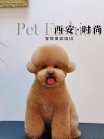 揭秘宠物美容界的“魔法师”：专业宠物美容师培训全攻略