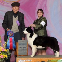 宠物护理类官网——新闻动态