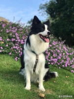 宠物狗的营养需求与饮食管理：全面了解狗狗的饮食健康