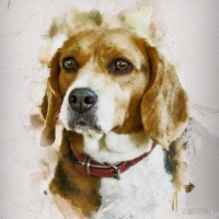 宠物必需的营养物质