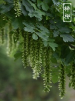 17麻好物分享——狗狗营养品