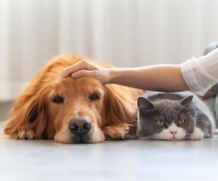 健康养宠为什么成为了时代的必要？这里有一些你需要了解的