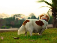 狗狗怀孕了该如何喂养来补充全面均衡营养?适合怀孕狗狗吃的宠物营养品有哪些?