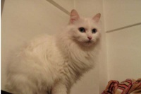 宠物营养如何摄取呢？