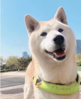 养宠物犬不得不重视的补钙