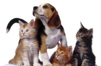 宠物营养研究现状及发展前景