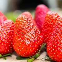 宠物营养师职业的工作要求有哪些