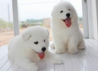 宠物营养 /营养元素大探究