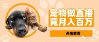 宠物做直播铲屎官当经纪人，竟能月入百万，宠物达人走上风口