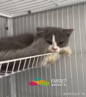 福州一宠物博主花6600买猫！眼睁睁看着8只只剩2只