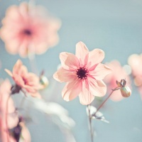 @宠物博主 的个人主页