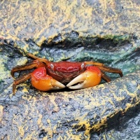 网红宠物界新宠：为何这些小小螃蟹能引发全网抢购热潮？