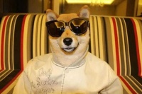 盘点那些坐拥“千万粉丝”的网红犬，糯米、哈尼皆上榜！