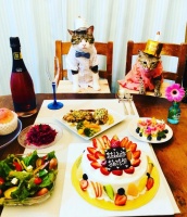 两萌猫百变造型介绍美食，被封知识型宠物网红，已破十万粉丝！