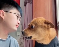 网红宠物小胖被主人虐待，用针扎宠物狗被发现，下排牙疑似被拔光