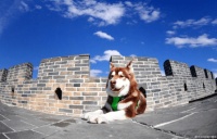 细数新晋网红宠物，哪一个戳中你