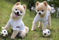 如何将自己的“宠物”打造成“网红宠物”