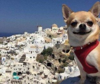 这个时代最有号召力的网红宠物们,比主人还火~